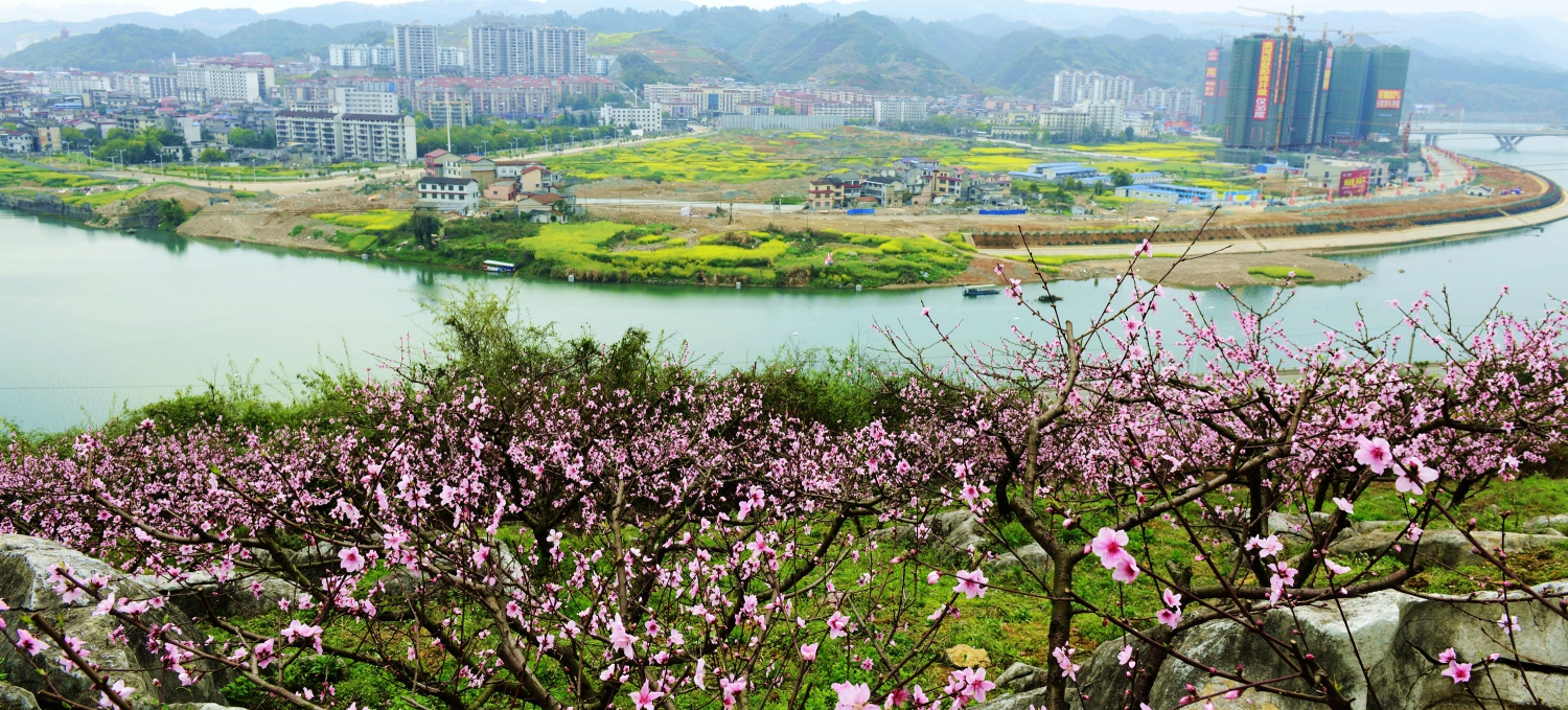 桃花韵7