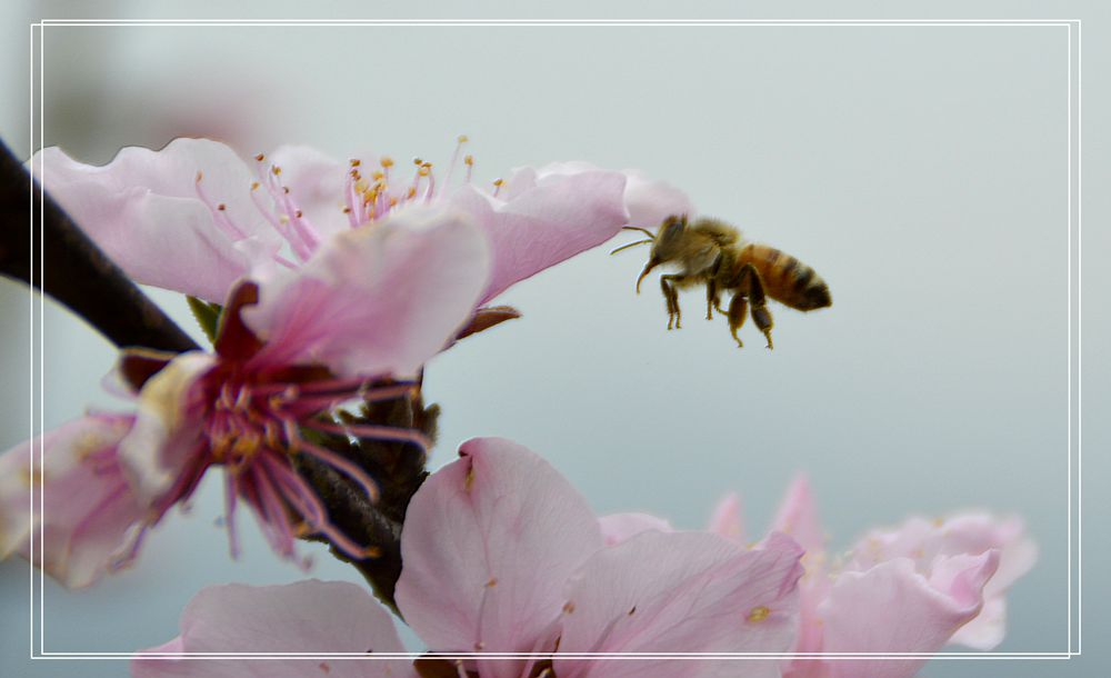 蜂恋花