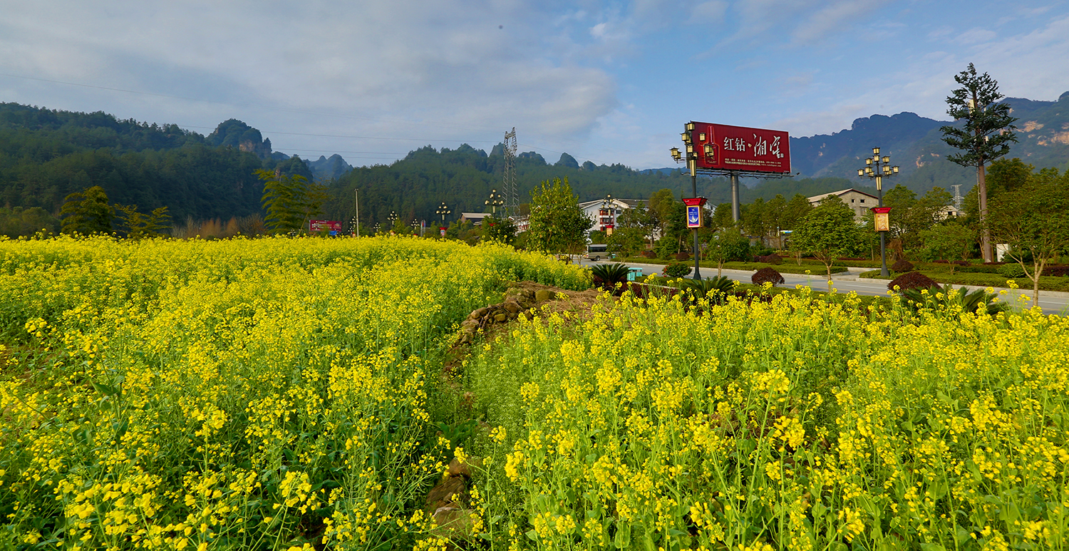 油菜花开索溪峪