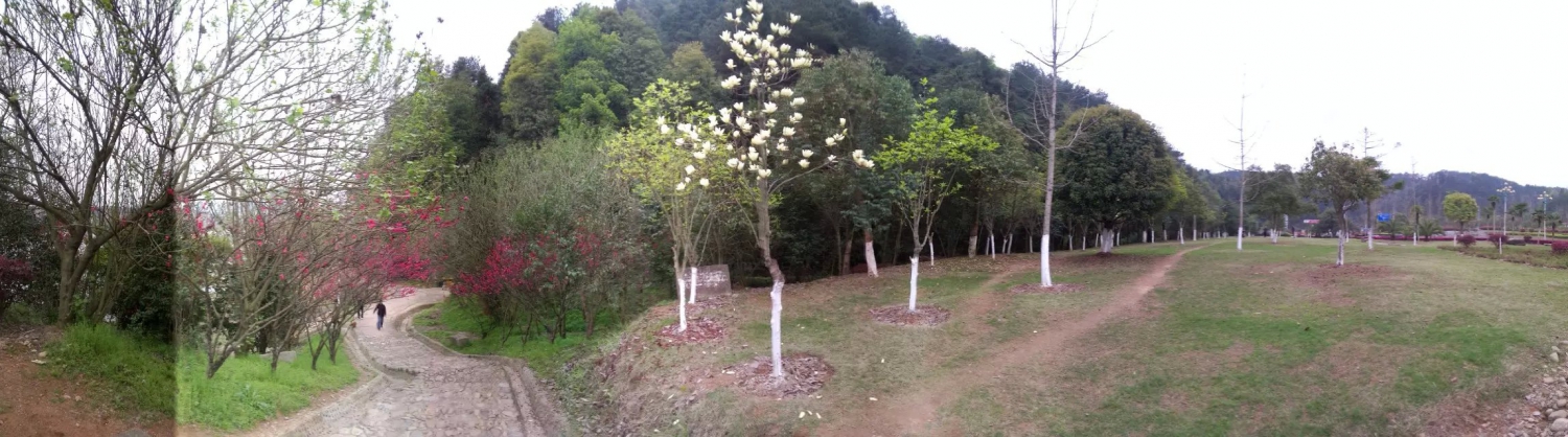 “春花怒放”