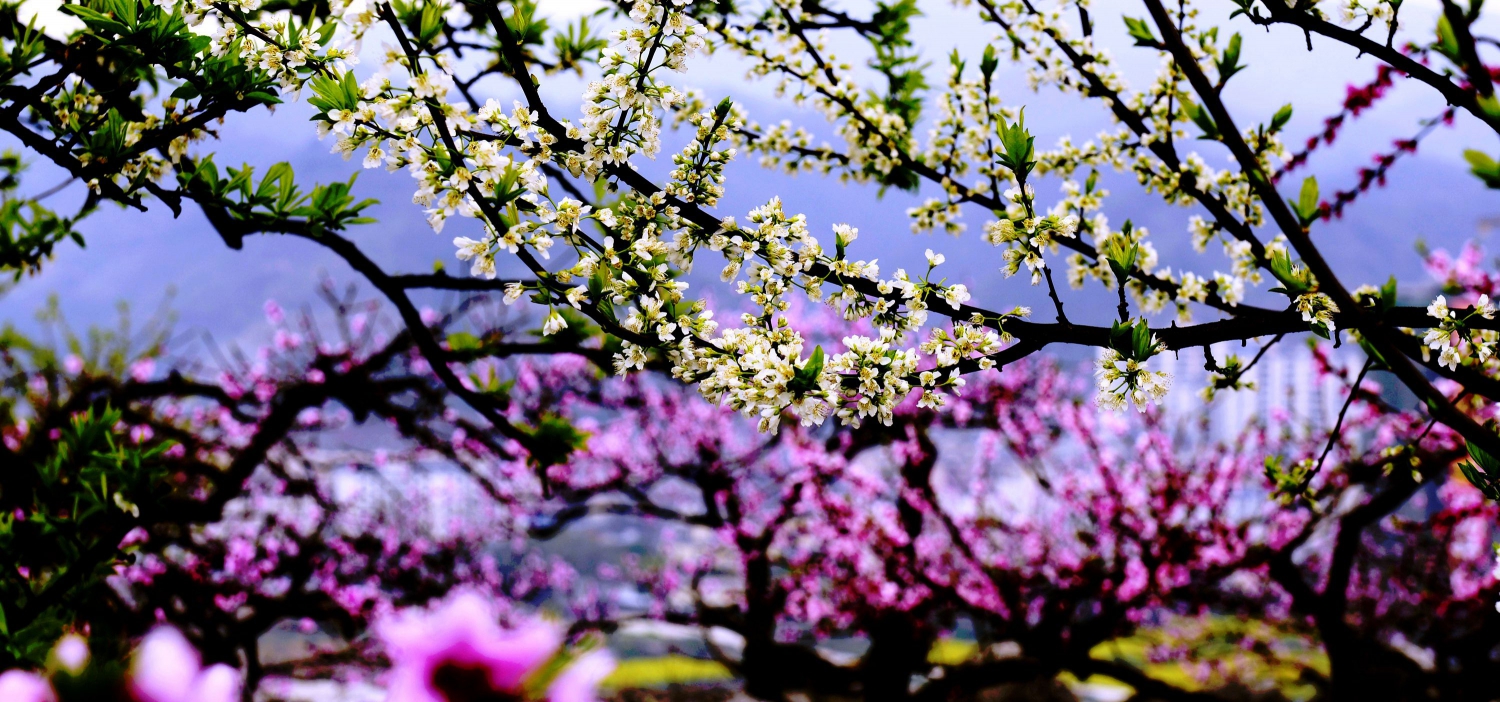 桃红李白