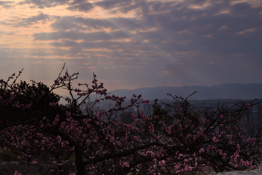 夕阳余晖映桃花