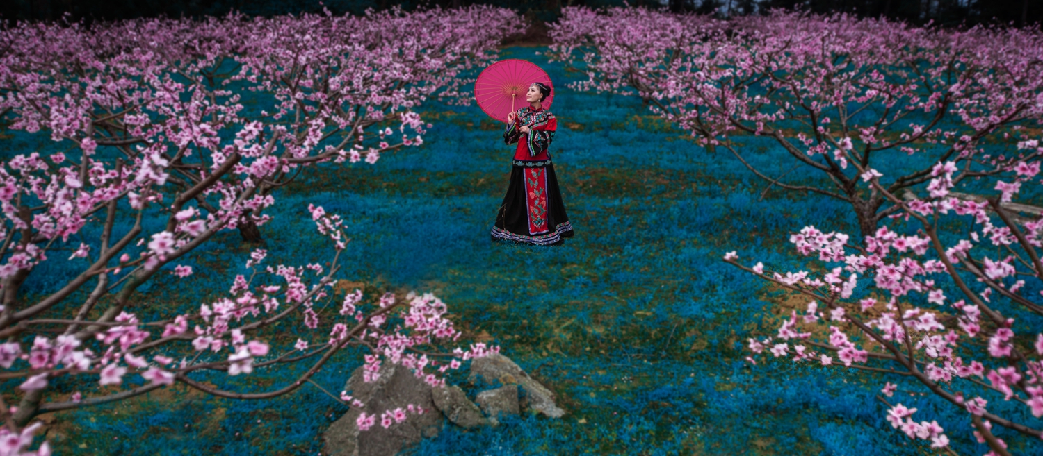 ：《在那桃花盛开的地方》