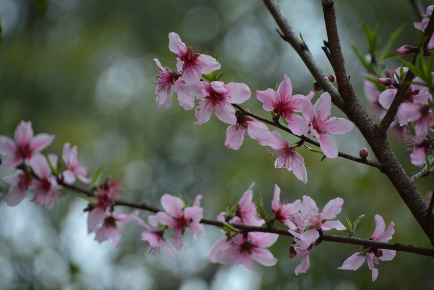 春花怒放