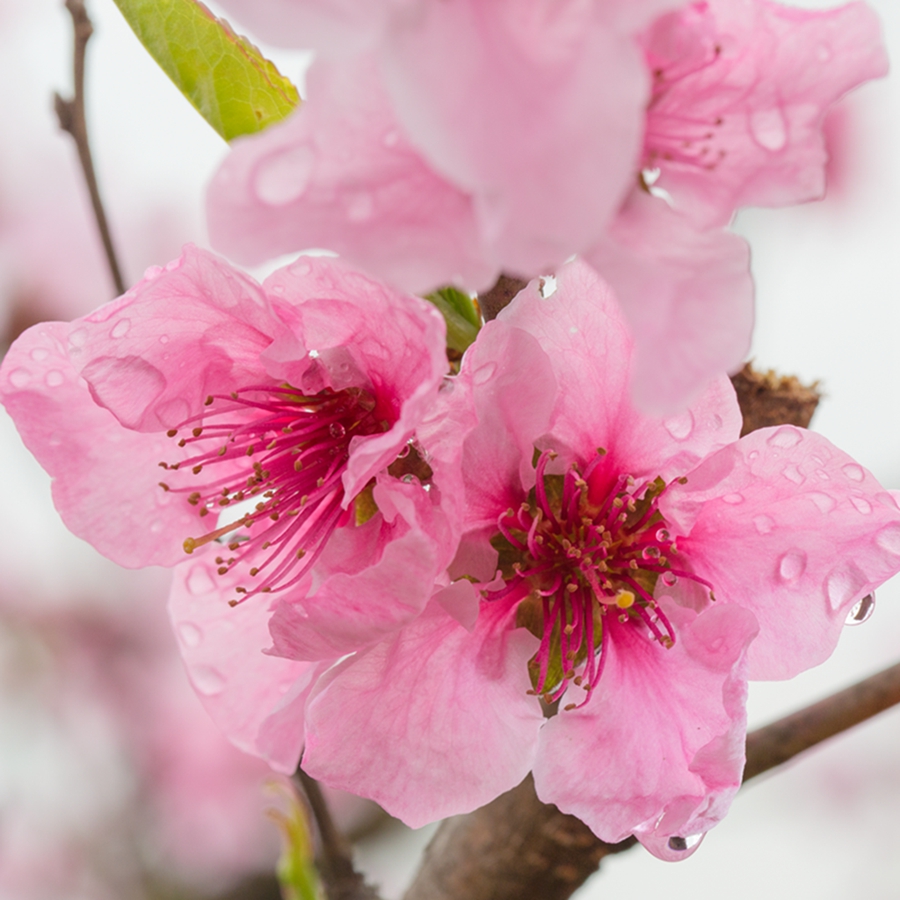桃花