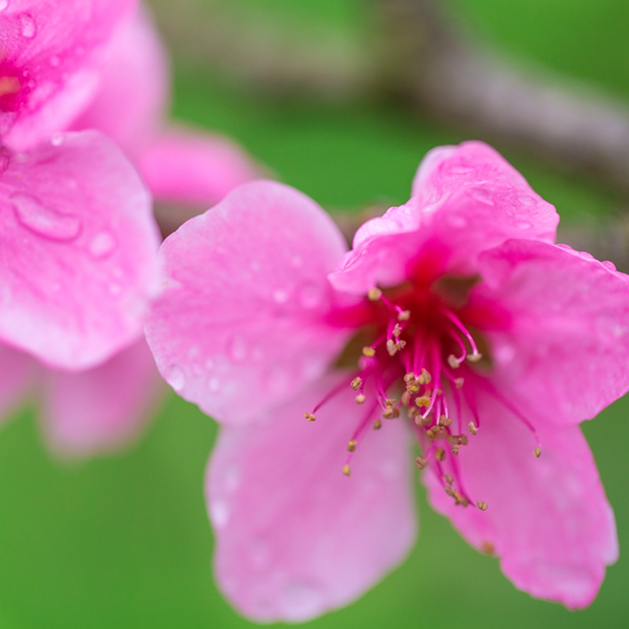 桃花