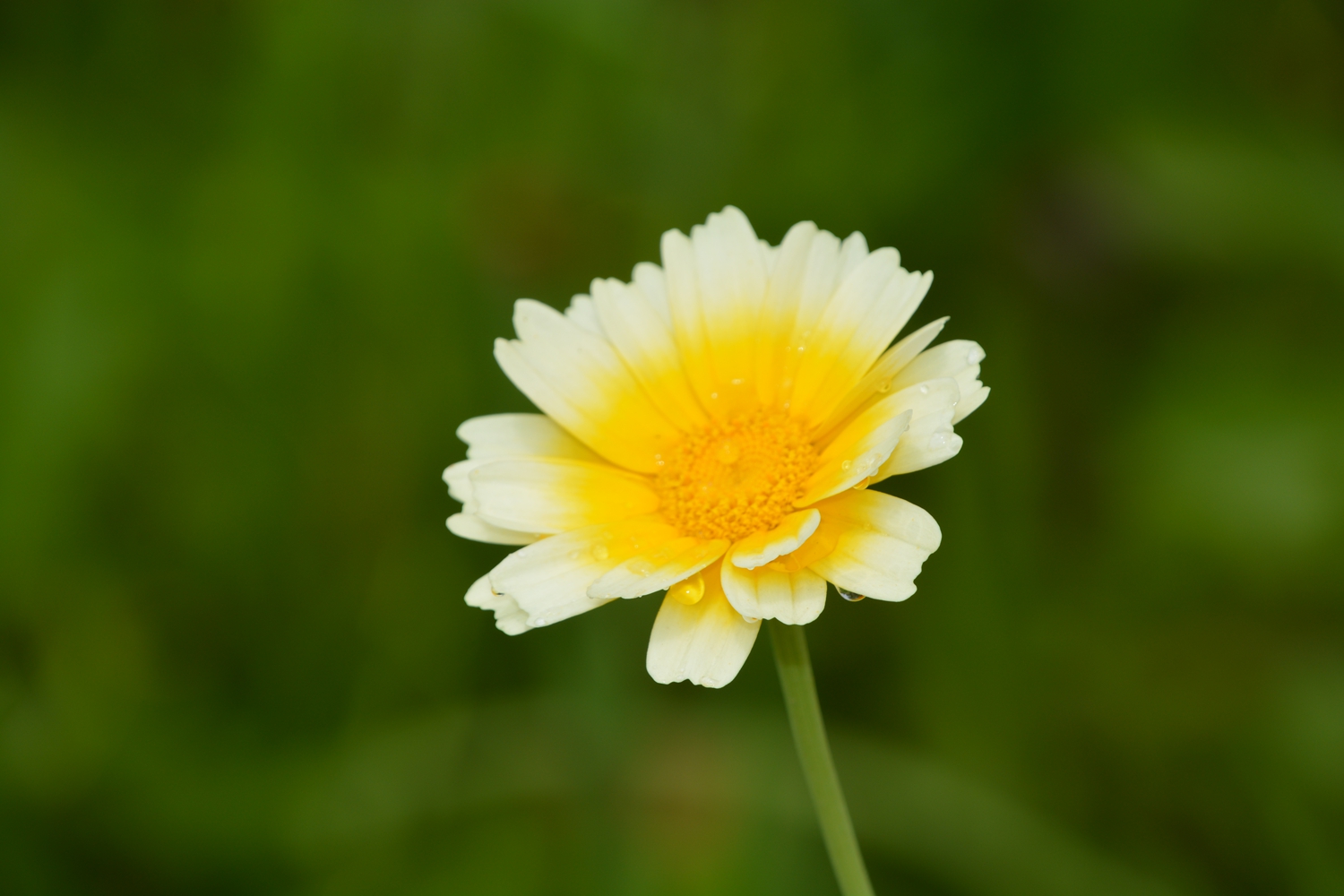 花之恋