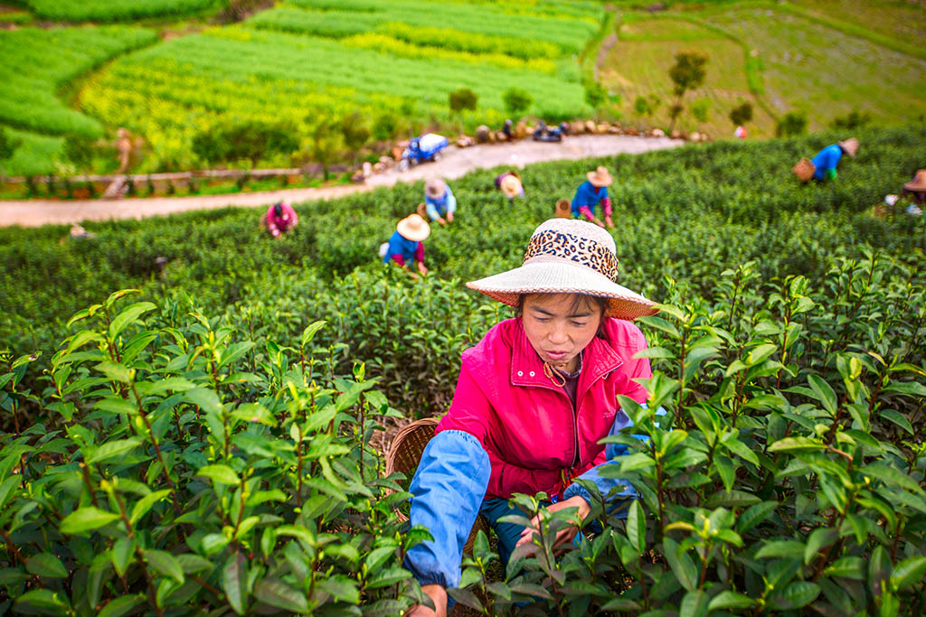 采茶女工