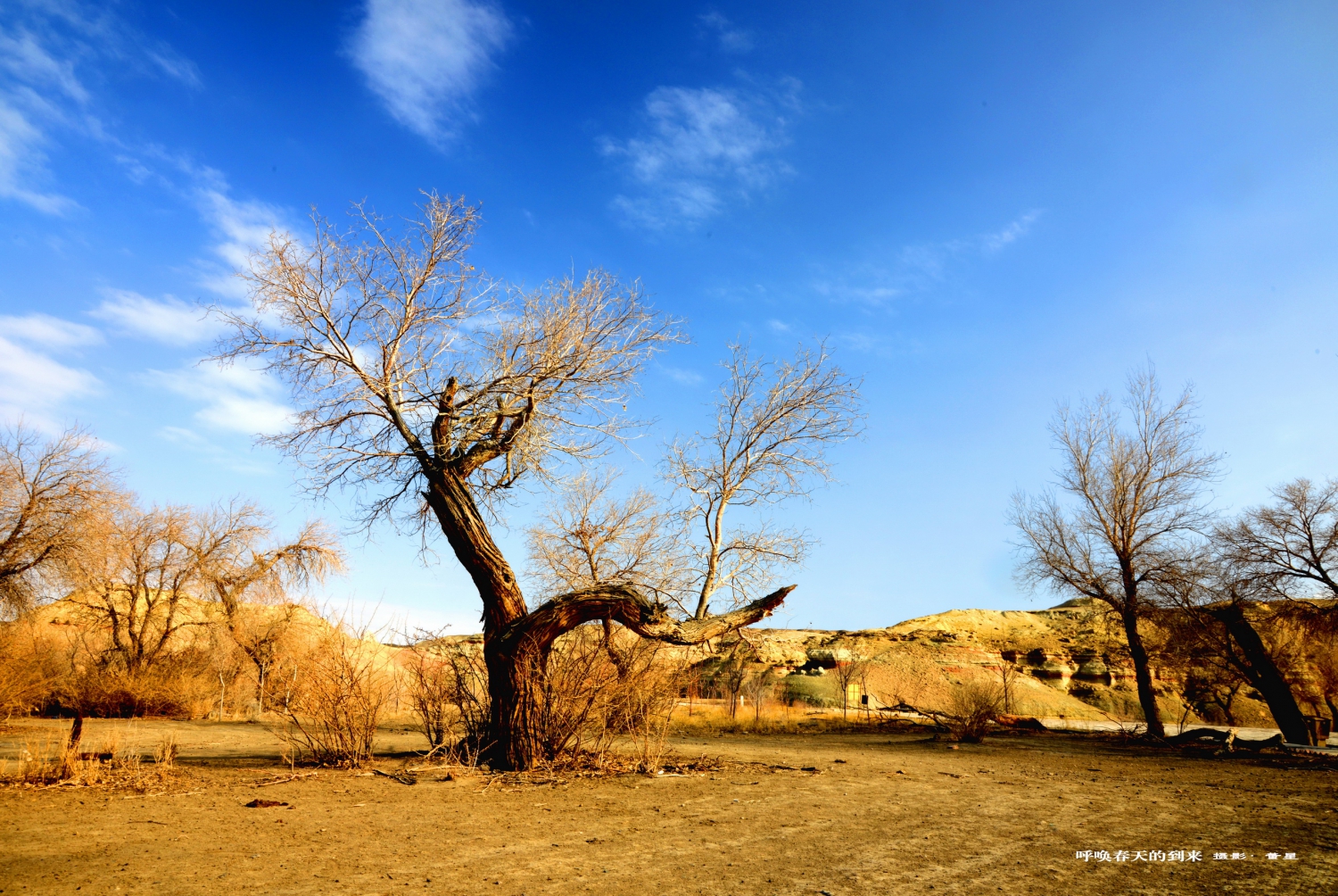 呼唤春天的到来
