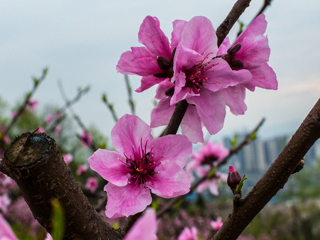 桃花艳