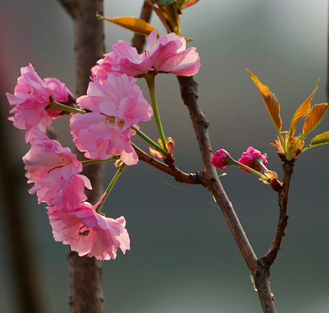 樱花