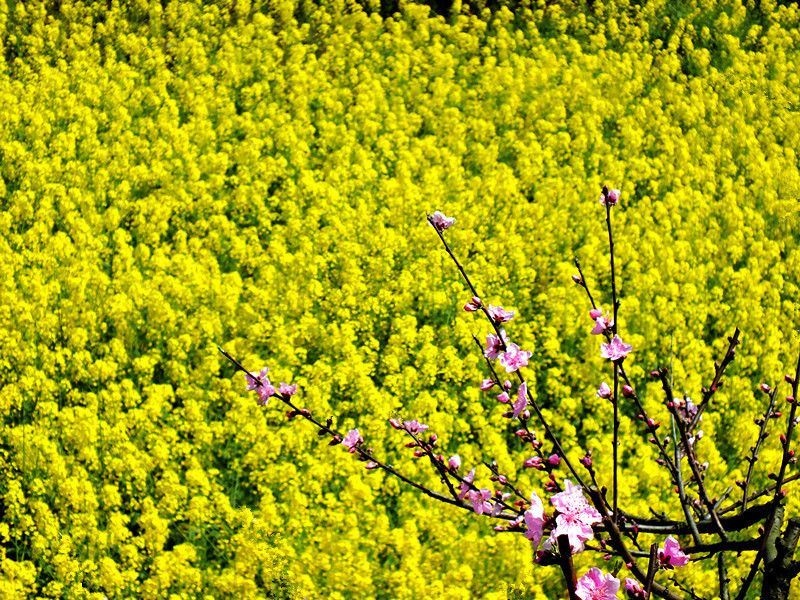 春来花几枝