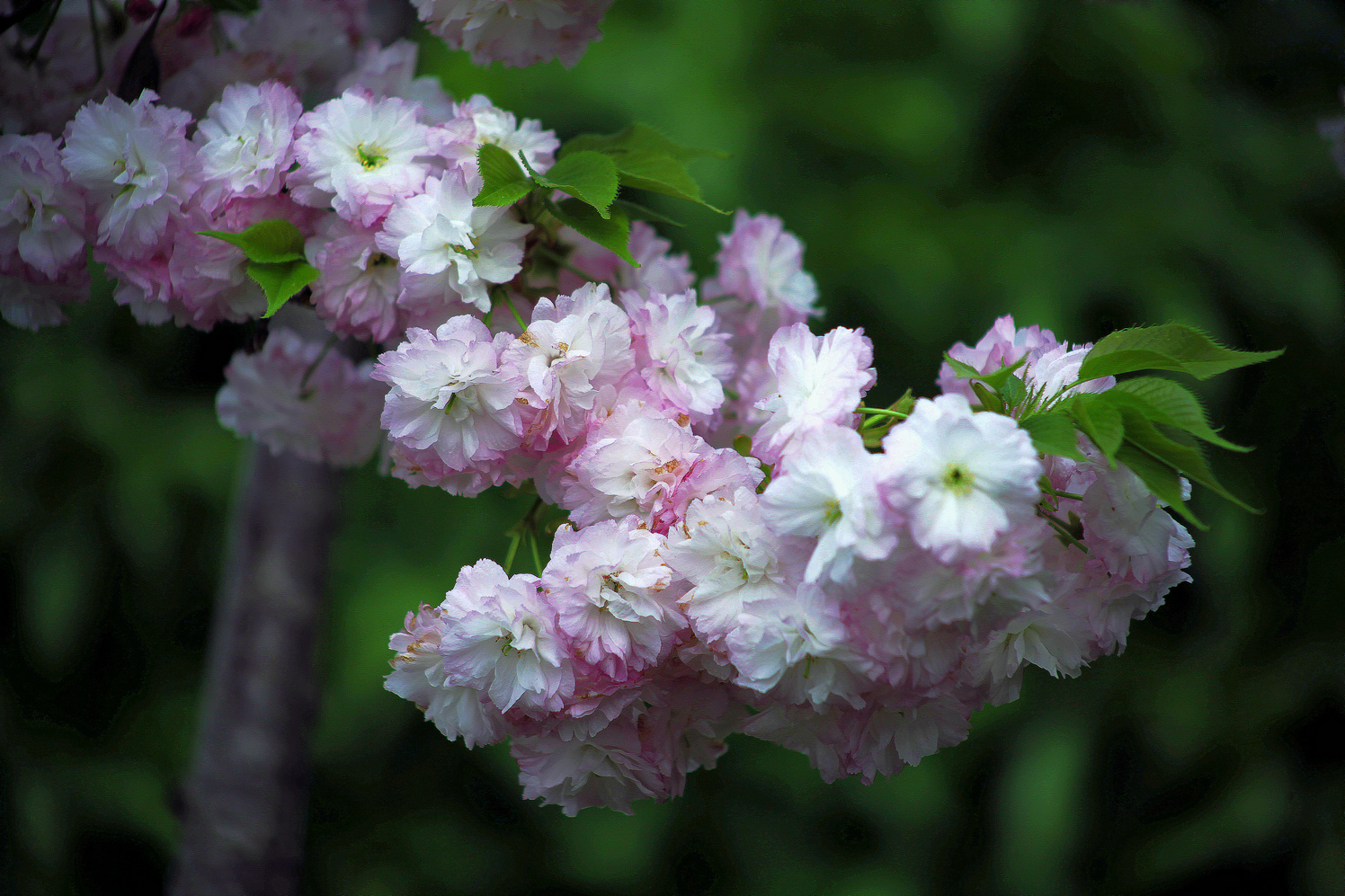 樱花（二）