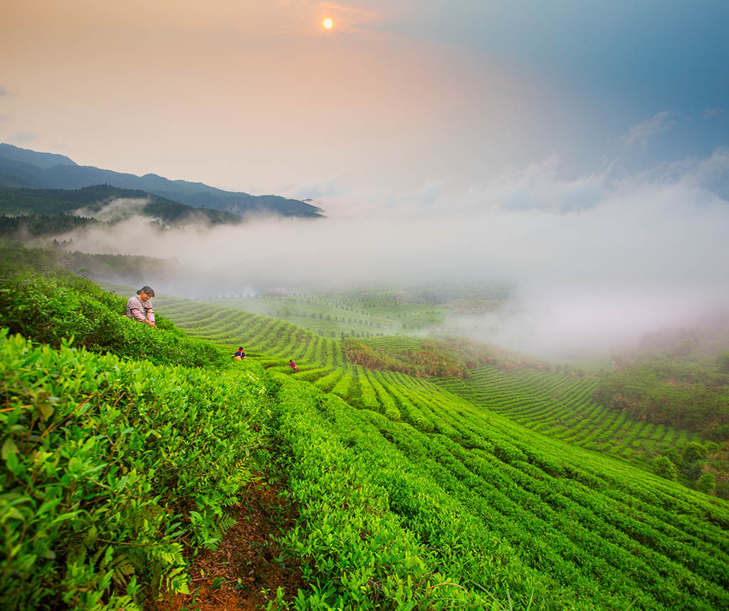 雨后茶色