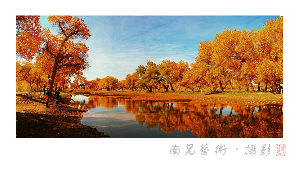 胡杨礼赞额济纳