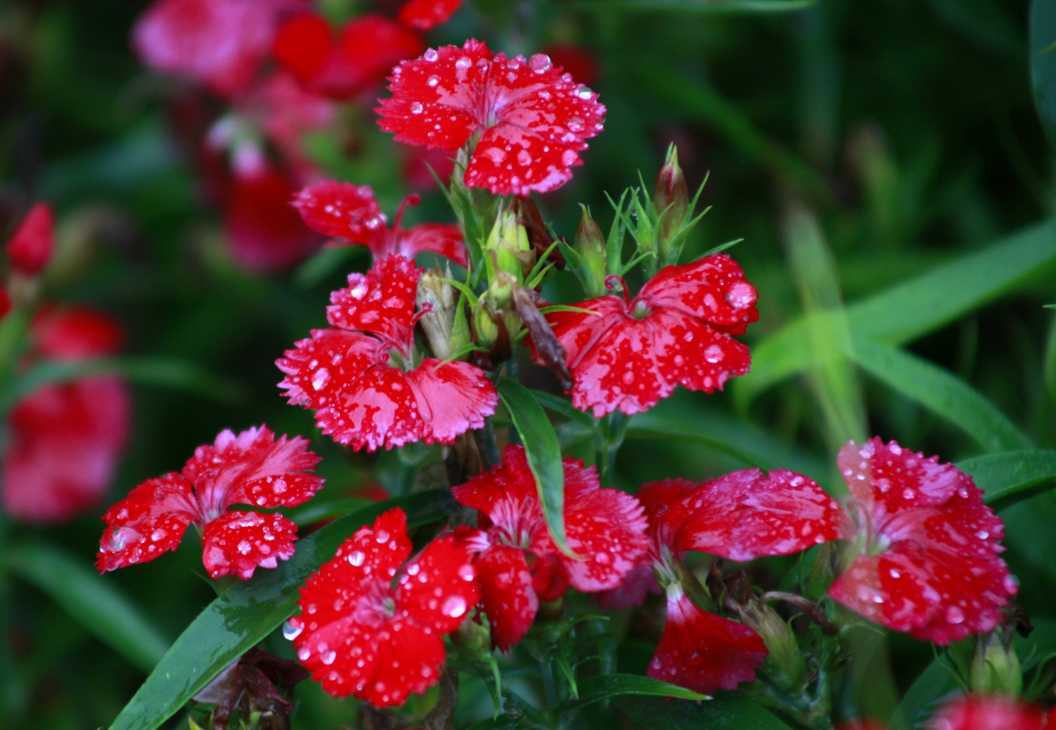 小花（二）
