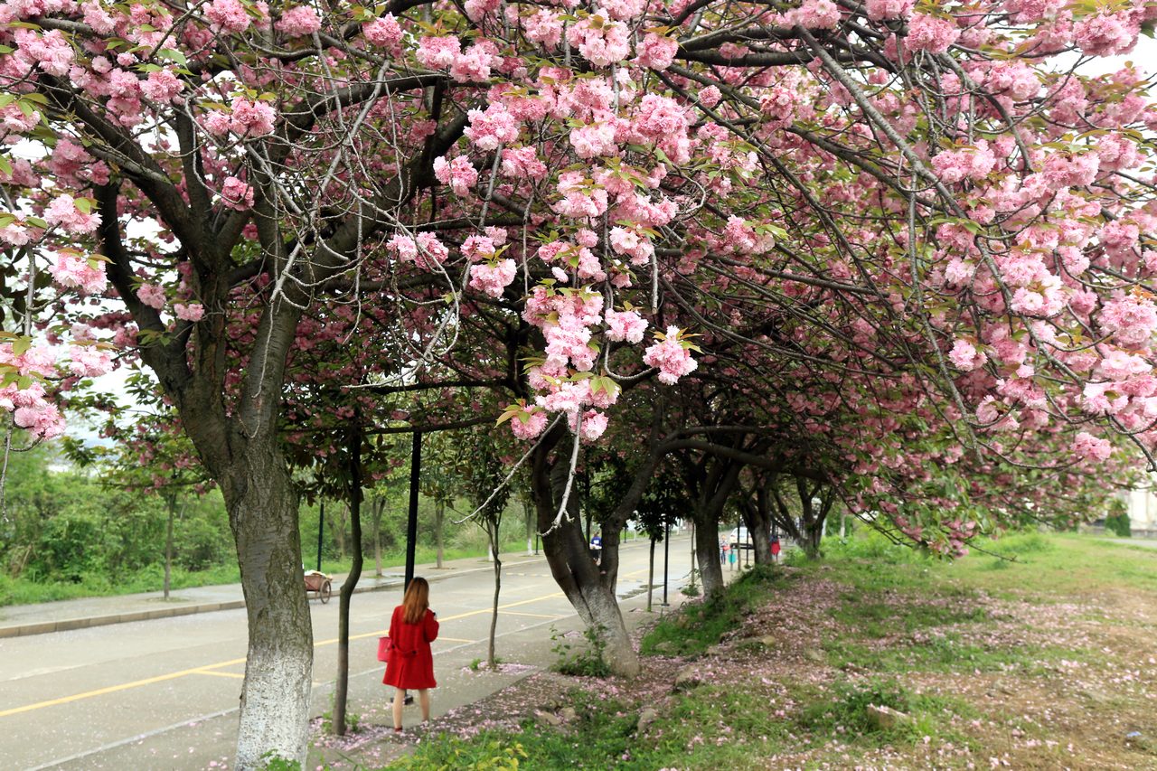 樱花