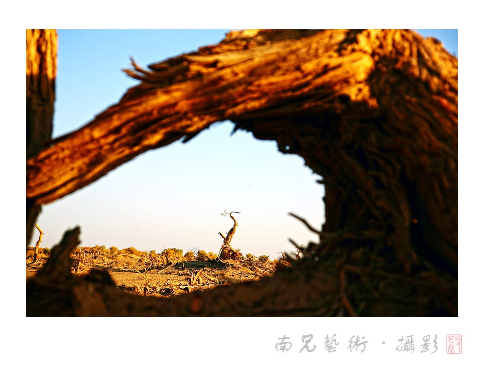 胡杨礼赞