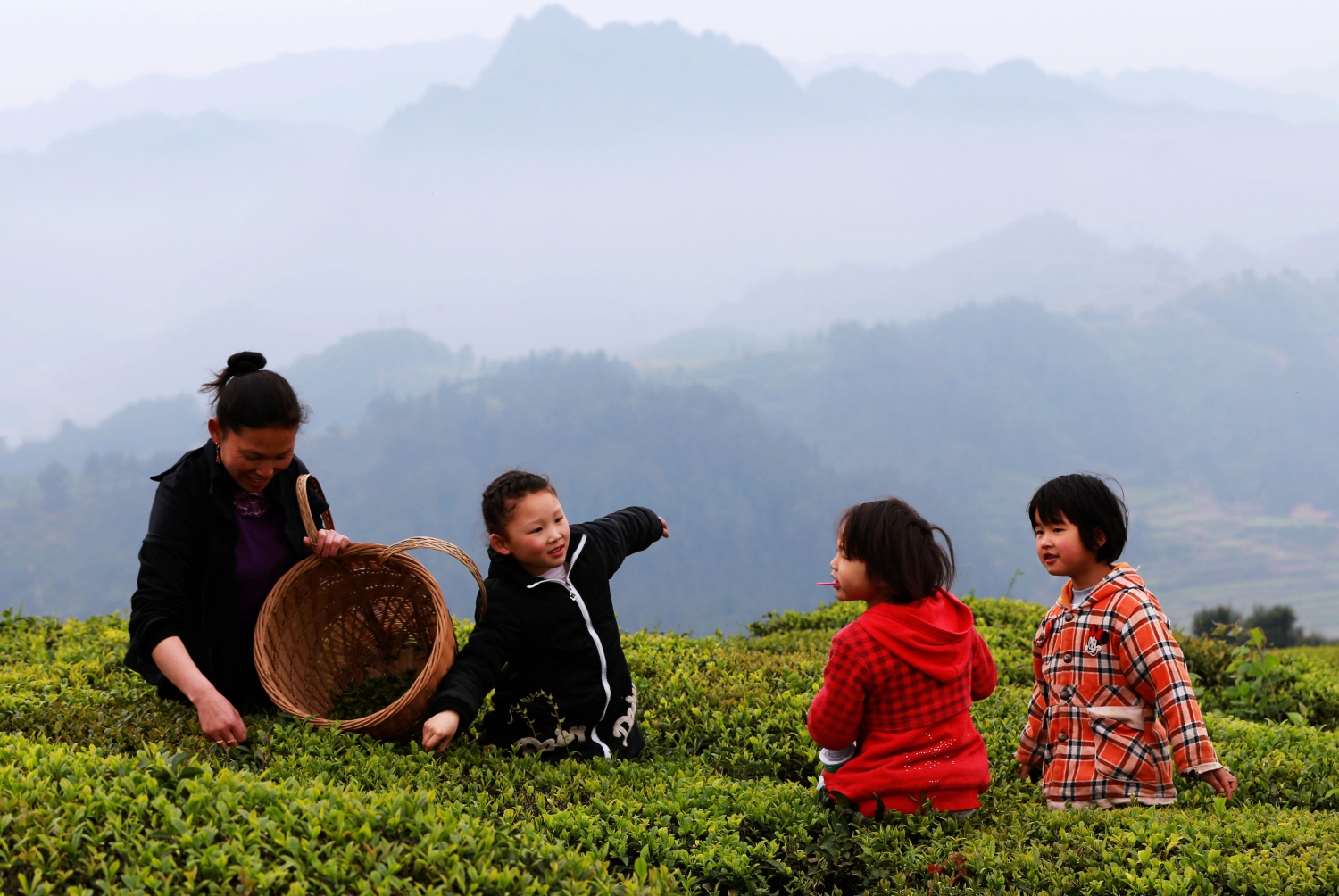 帮妈妈摘茶叶
