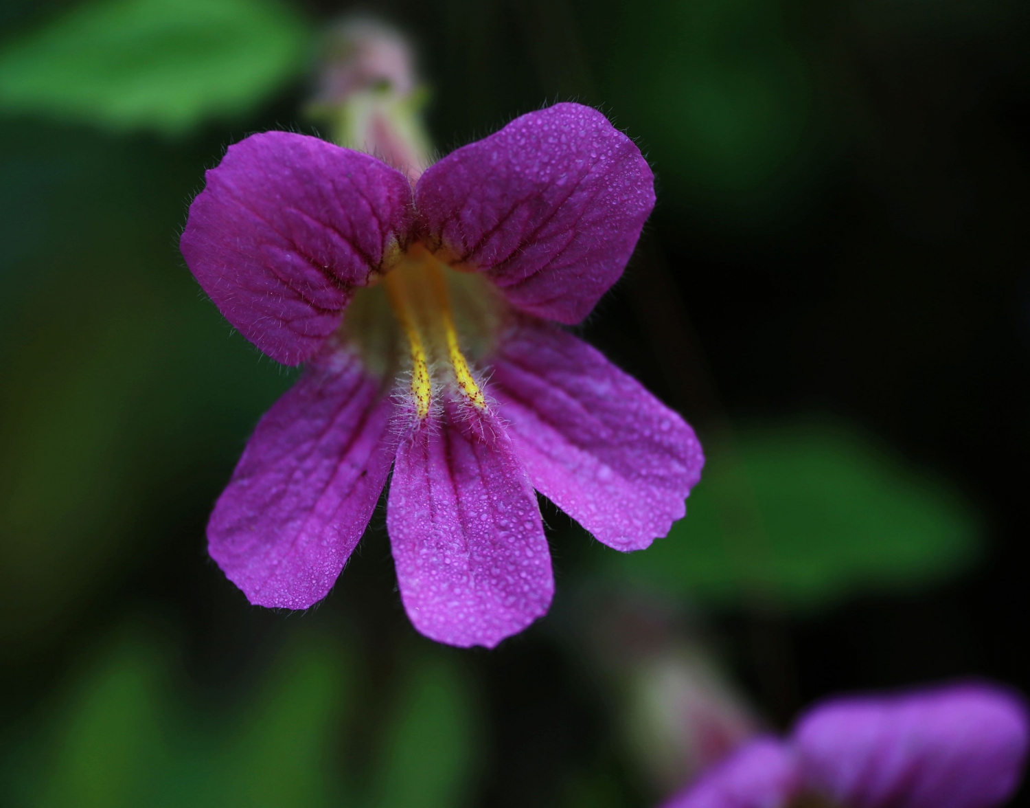 山花