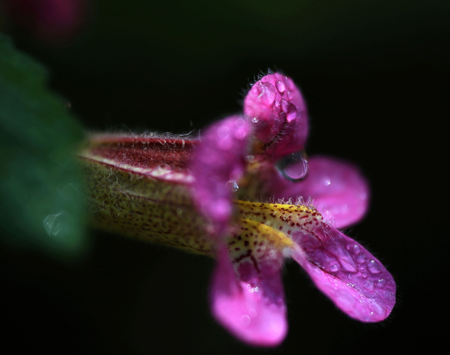 山花
