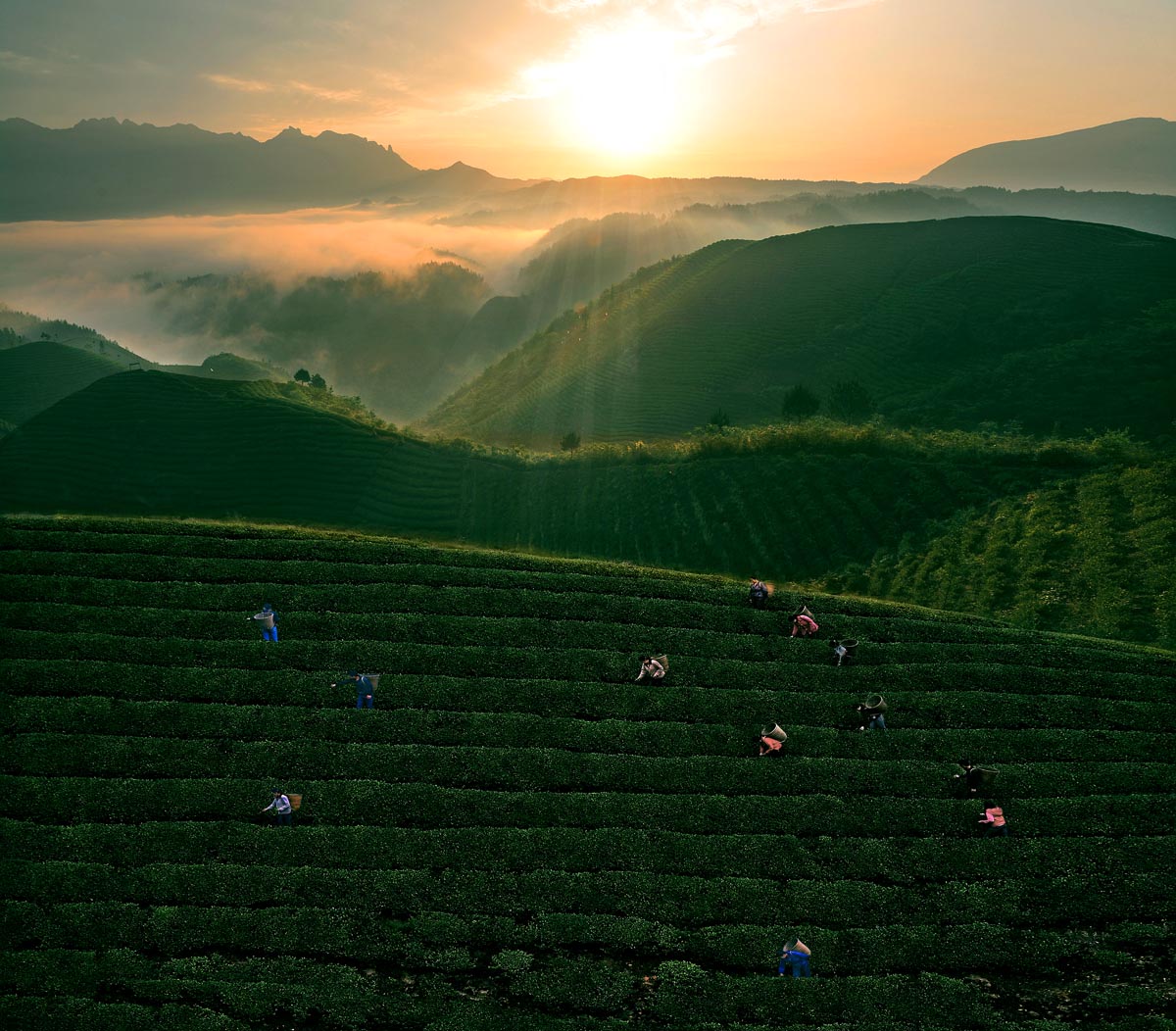 茶乡