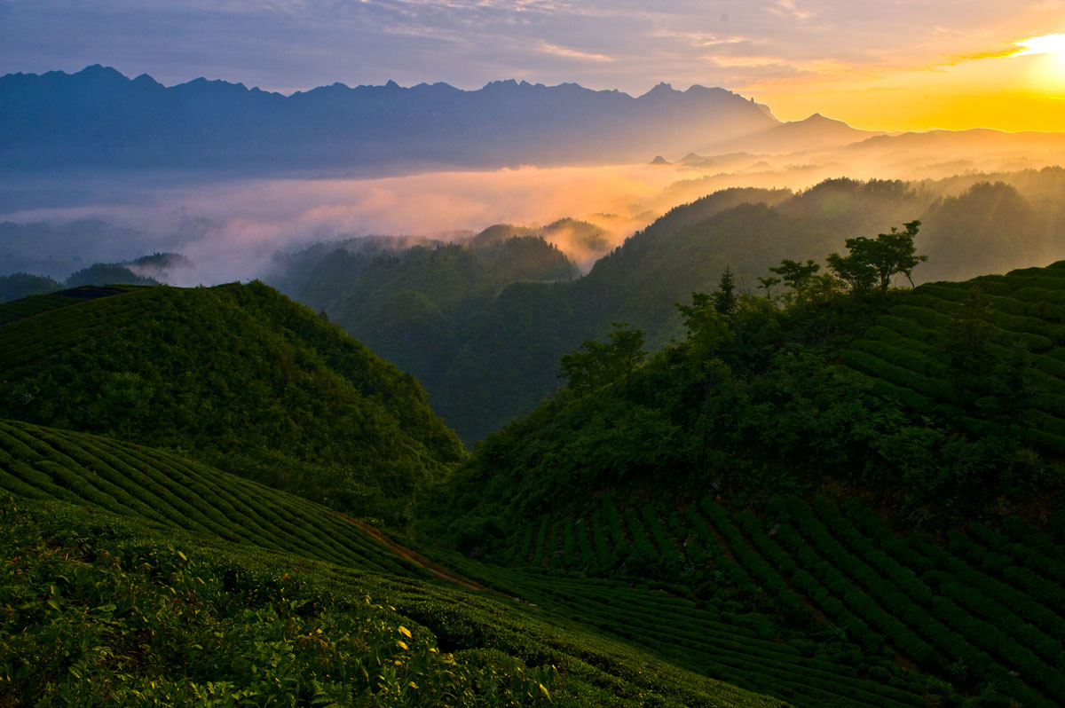茶乡晨曦