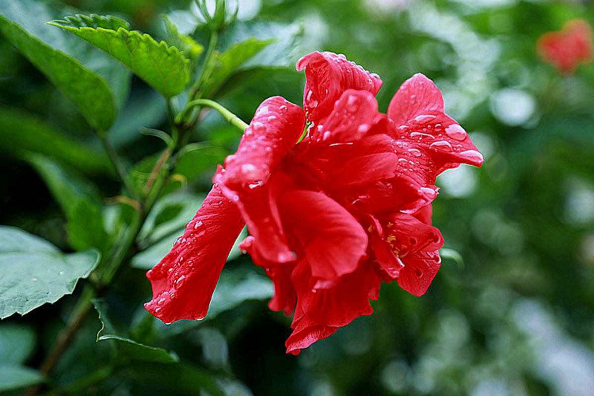 名花有主