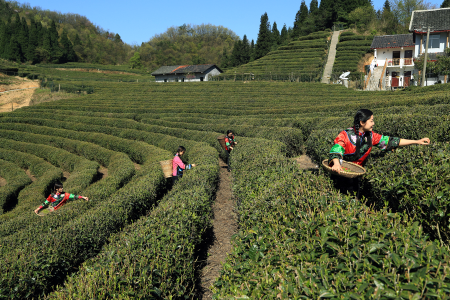 採茶