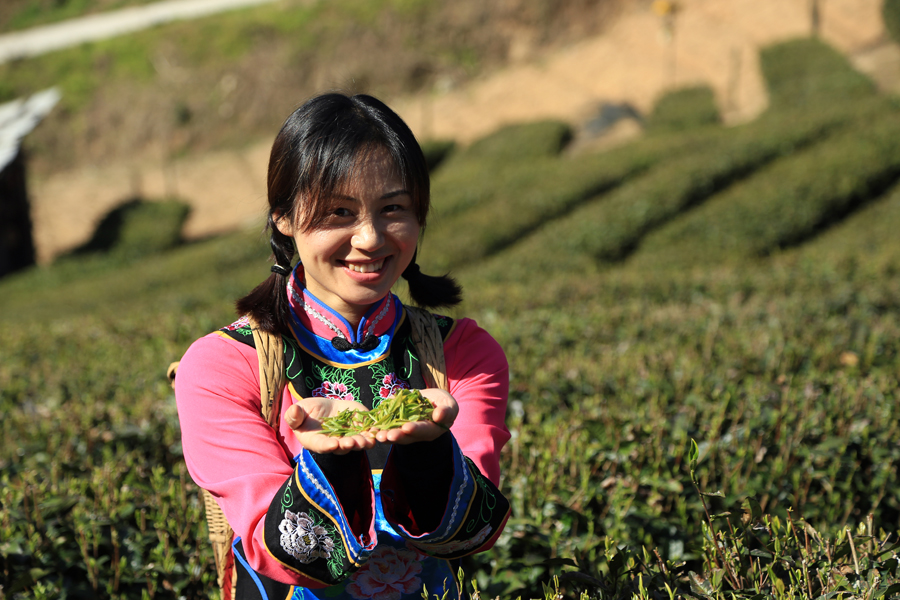 清明茶叶好