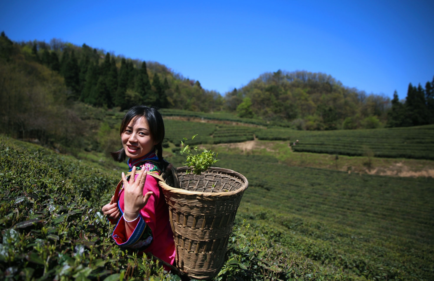 采茶