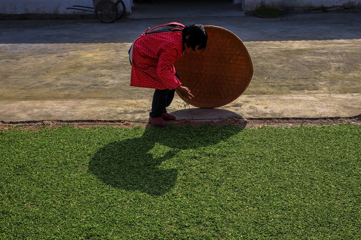 晒  茶
