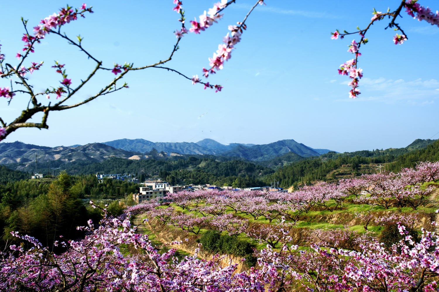 桃花园记之四