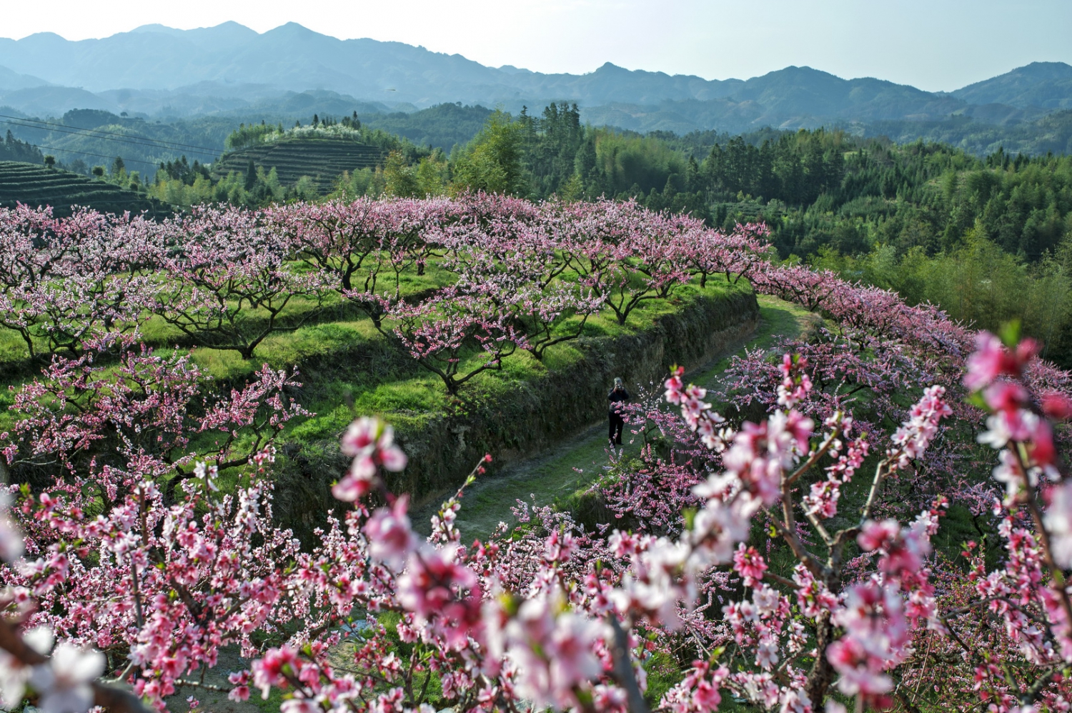 桃花园记之三