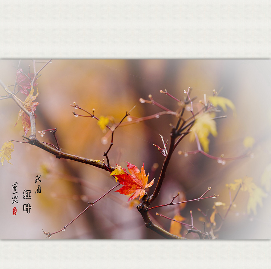 秋雨红叶
