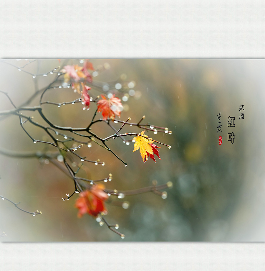 秋雨红叶