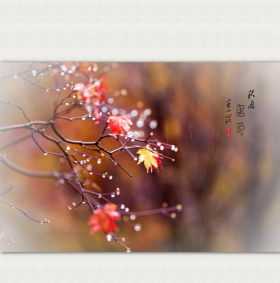 秋雨红叶
