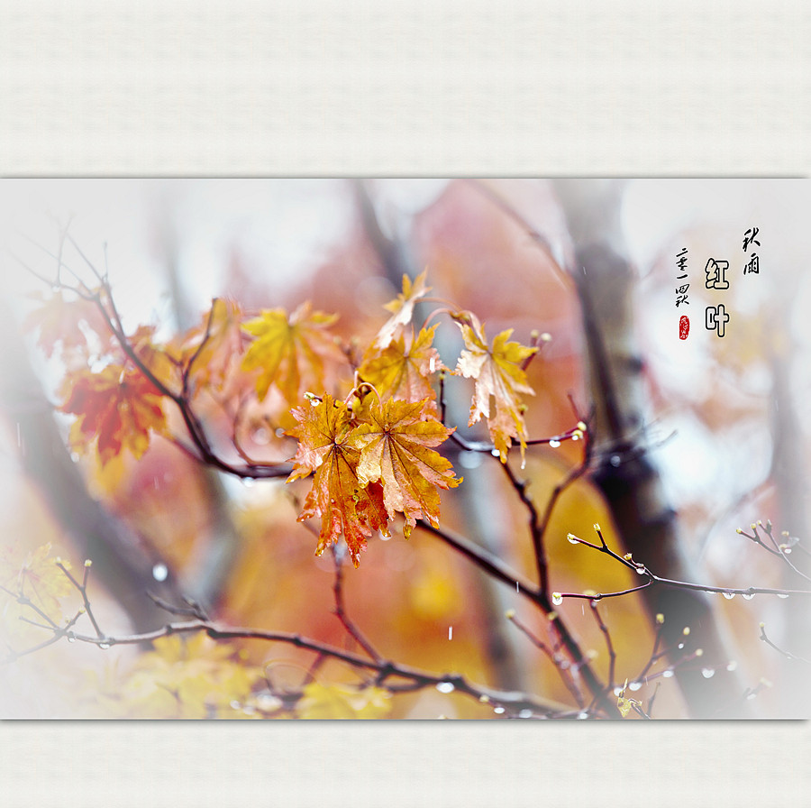 秋雨红叶
