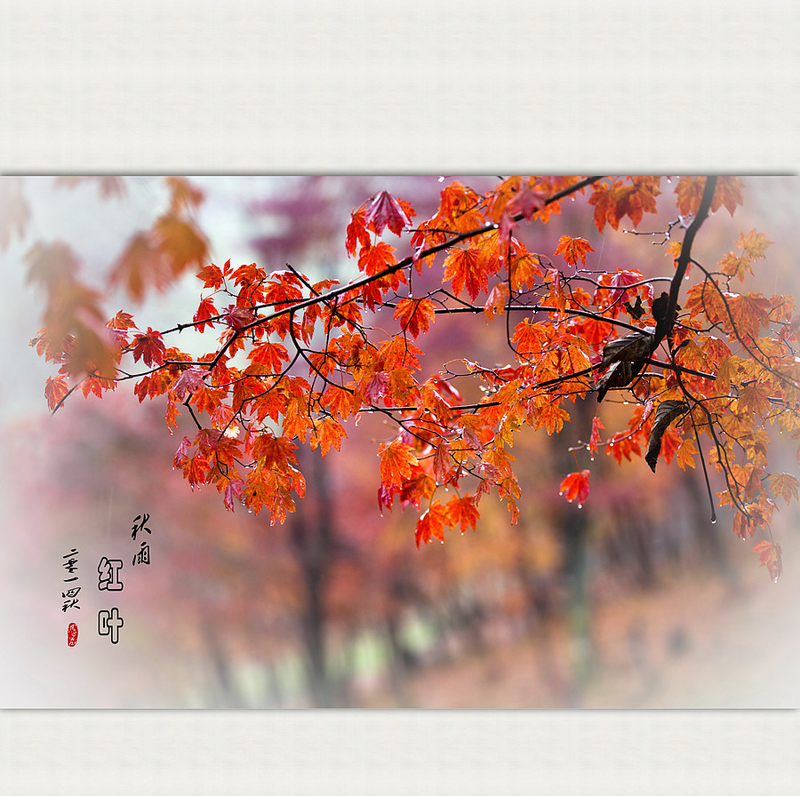 秋雨红叶