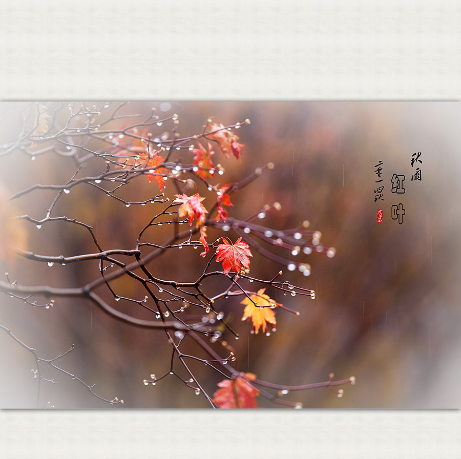 秋雨红叶