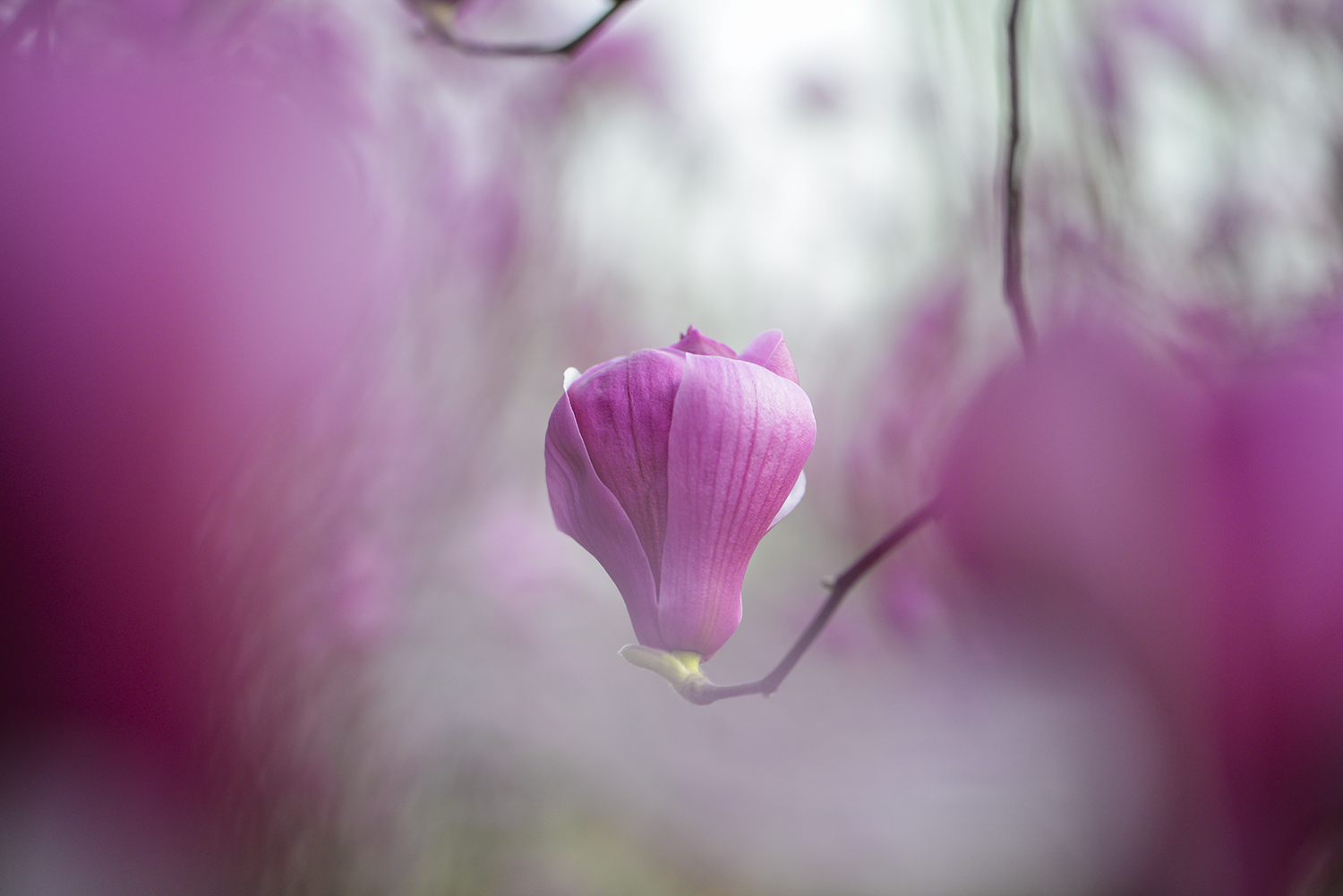 玉兰花