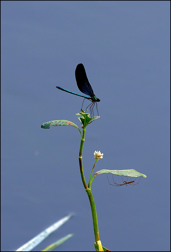 水 蜻 蜓