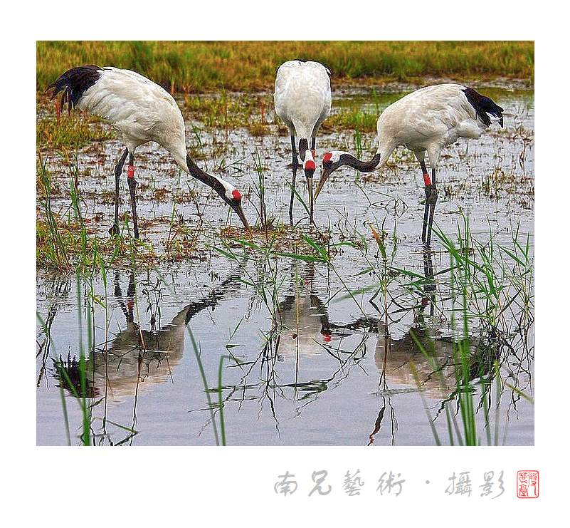 饮