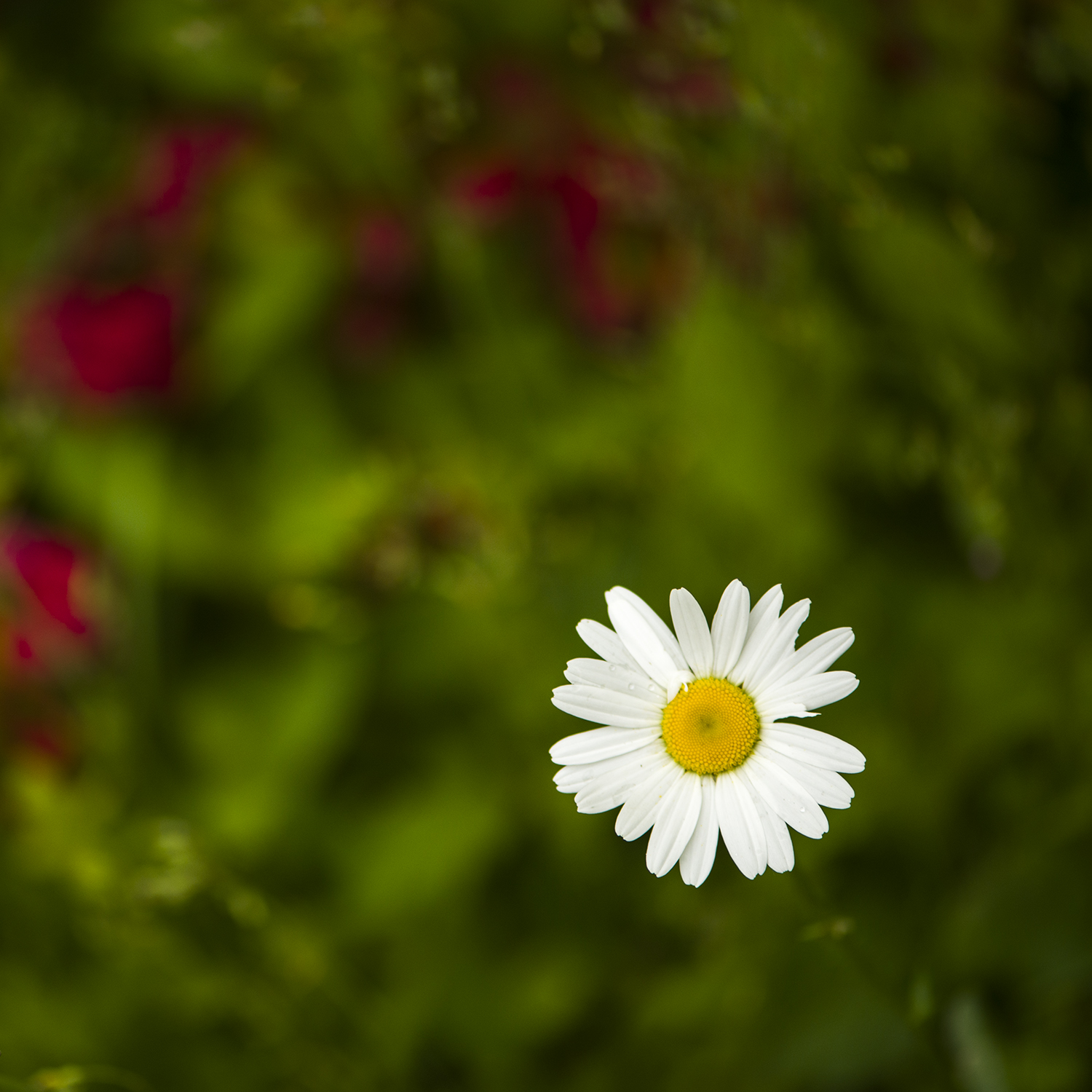 白菊花