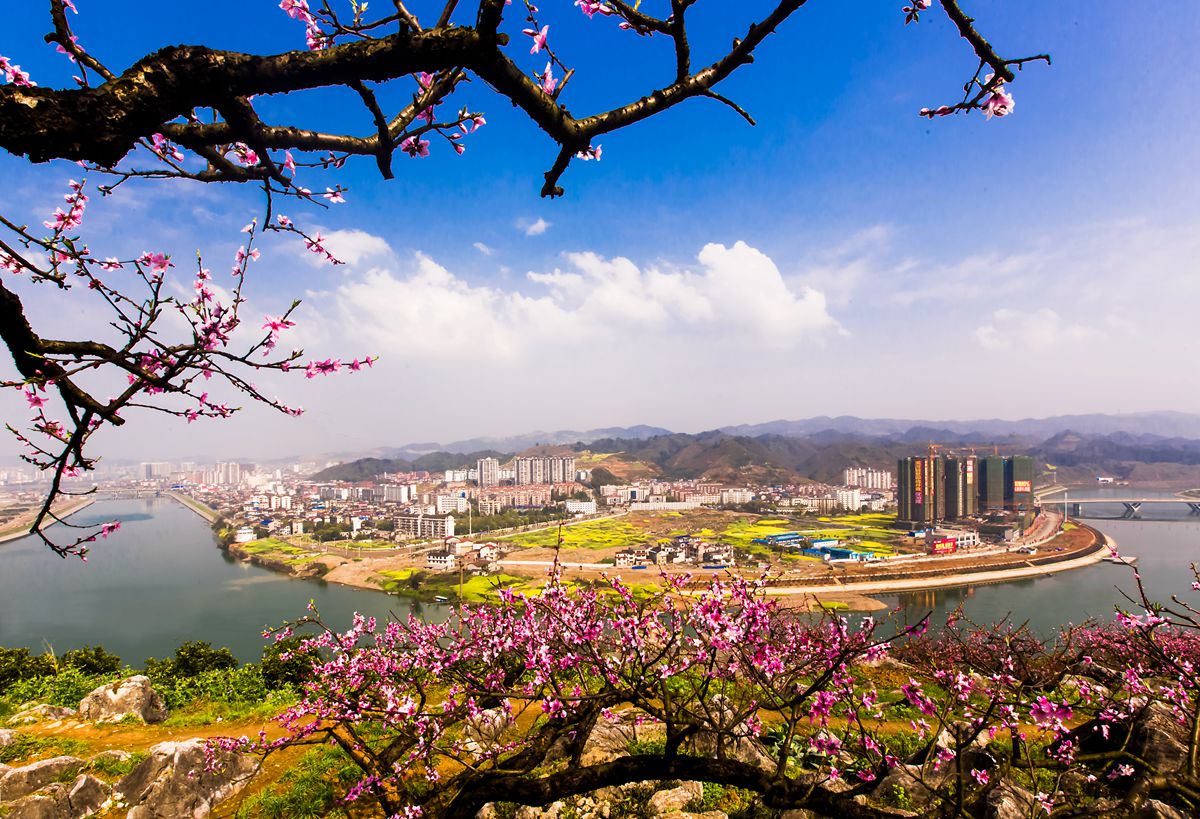 澧水河畔桃花红