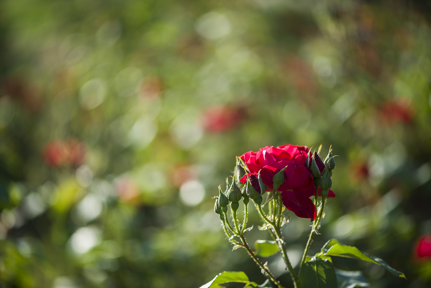 月季花