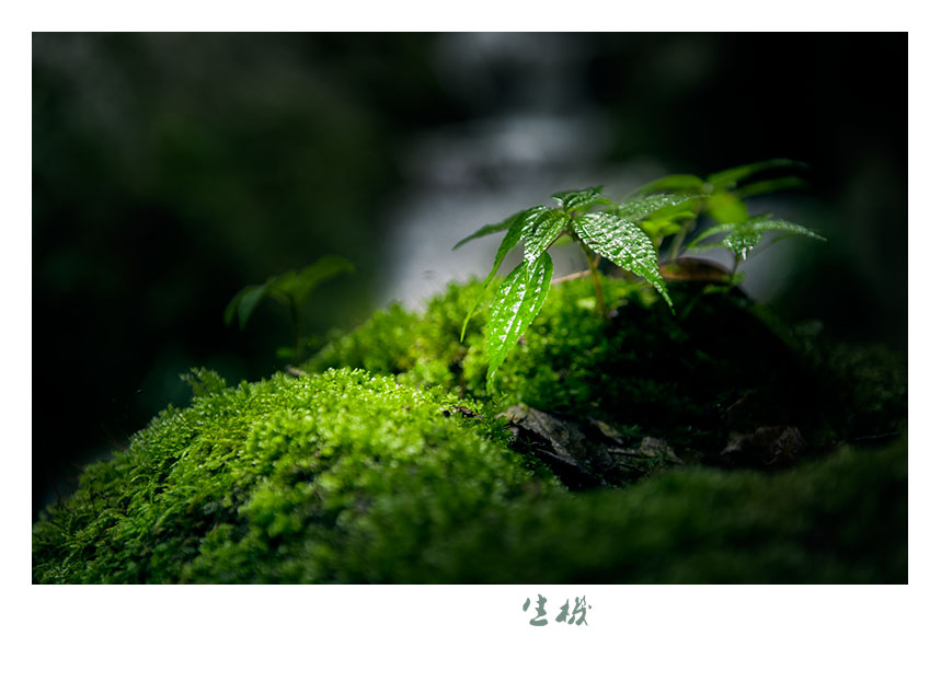 生机