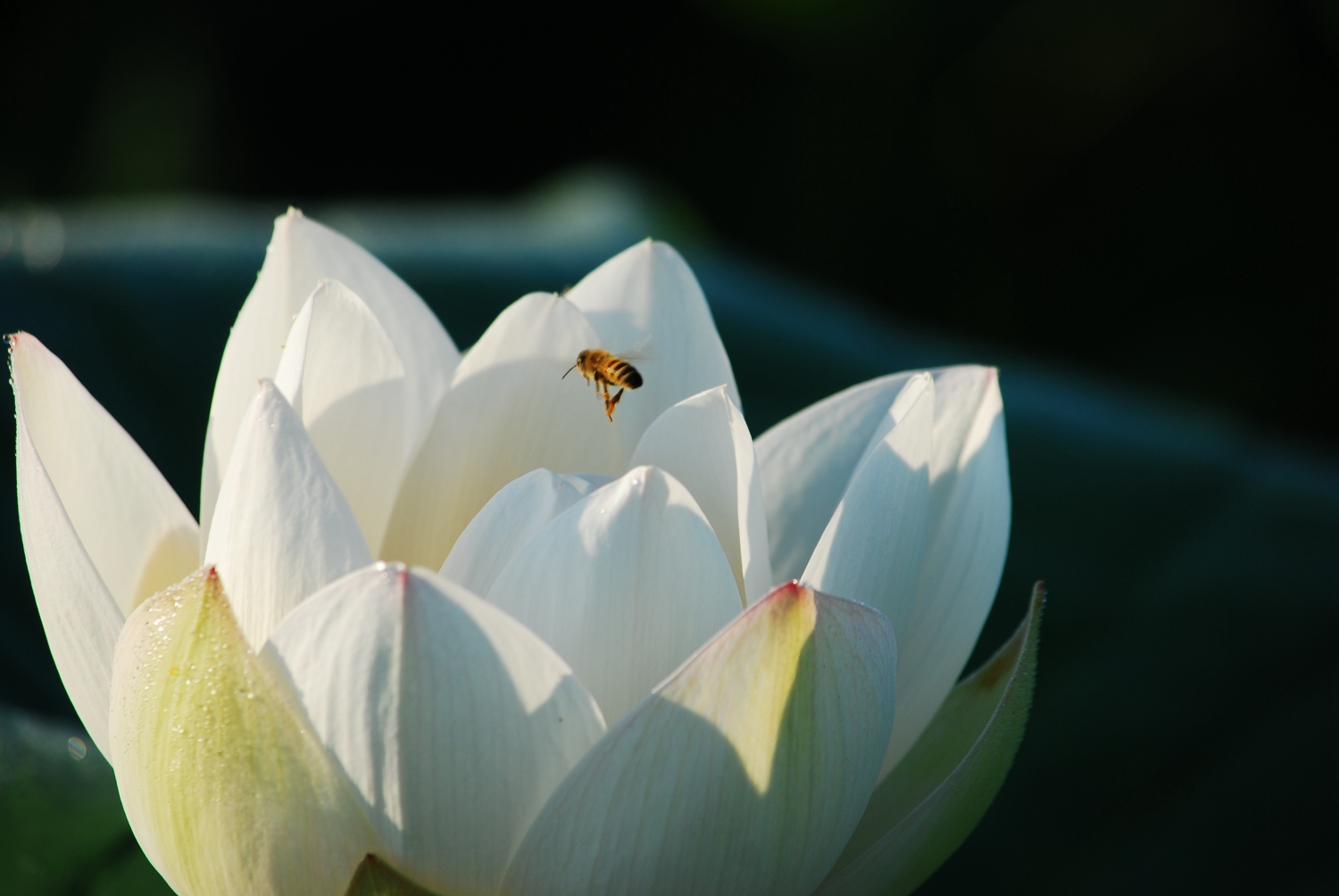 蜜莲花