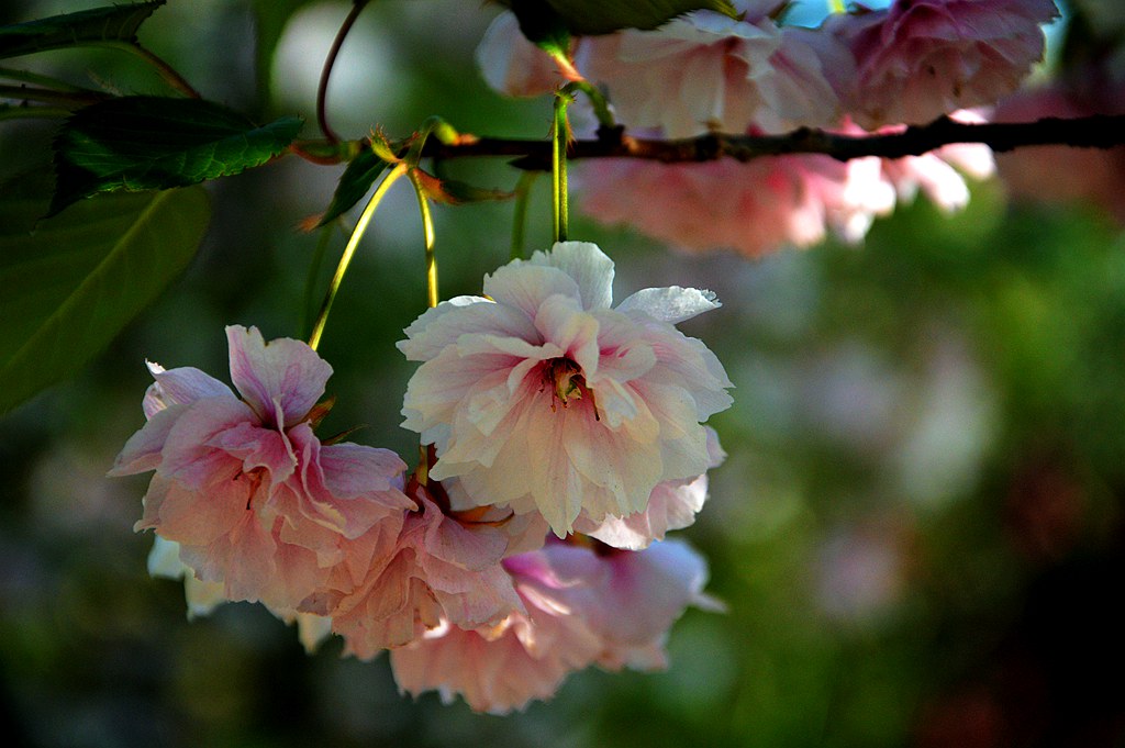 樱花