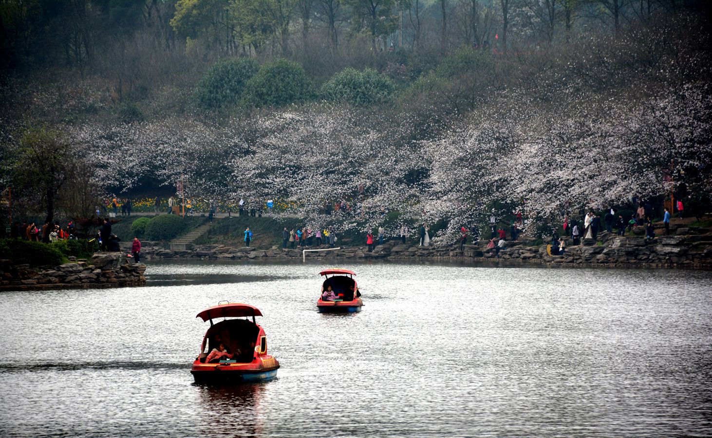 樱花湖畔